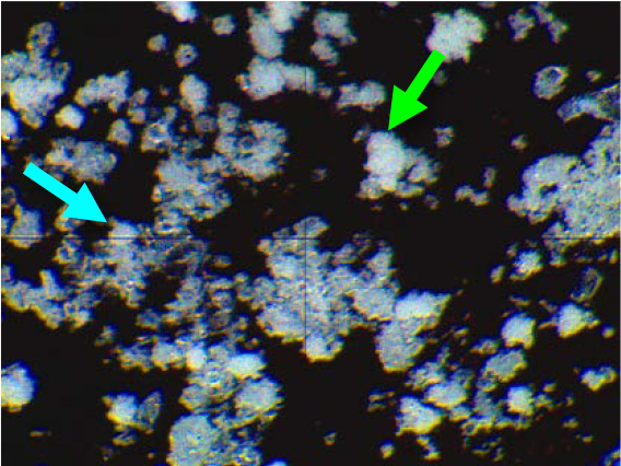 JEOL JCM-6000Plus 光学顕微鏡画像