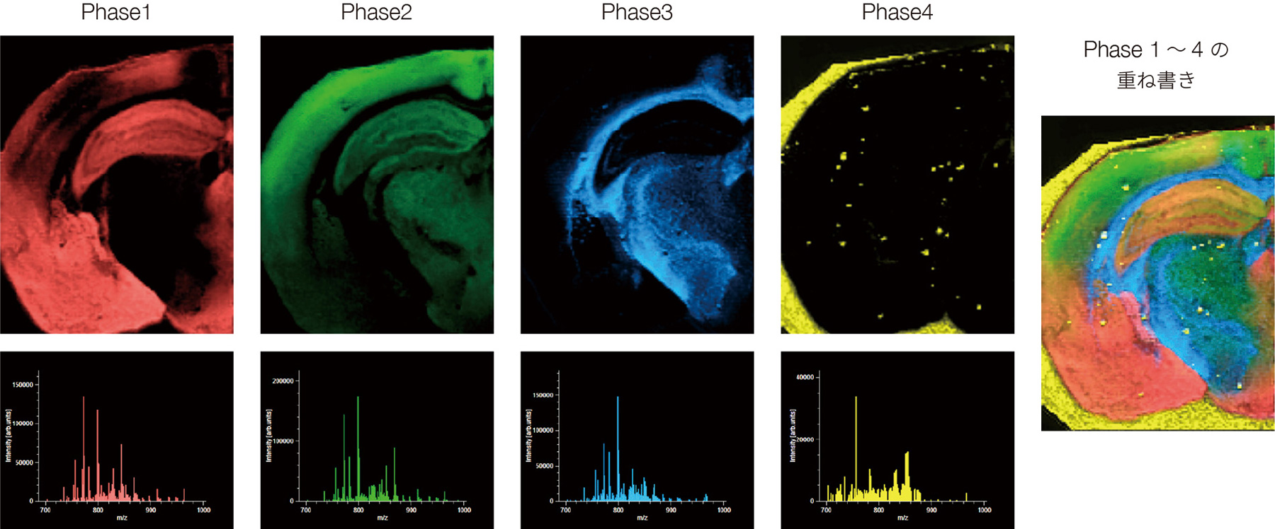 左からPhase1〜4の画像、一番右に1〜4の重ね書きの画像
