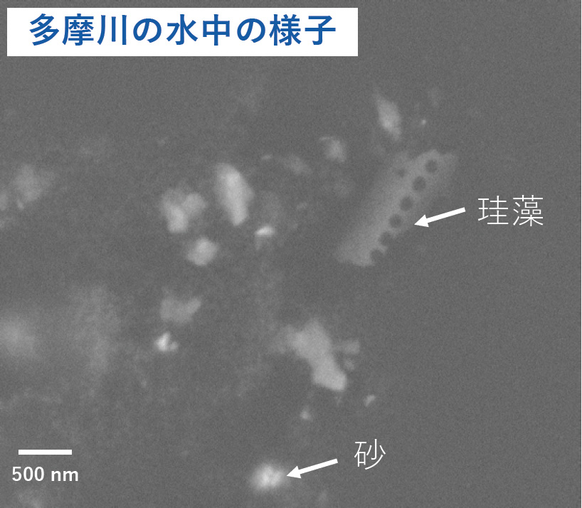 多摩川の水中の様子