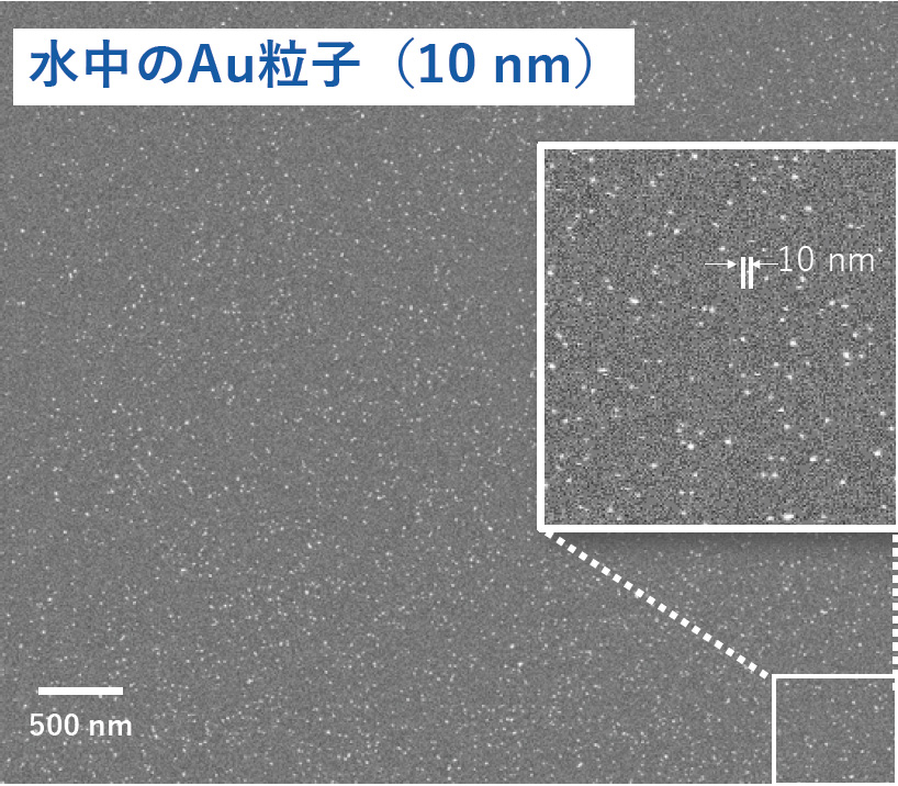 水中のAu粒子 (10 nm)