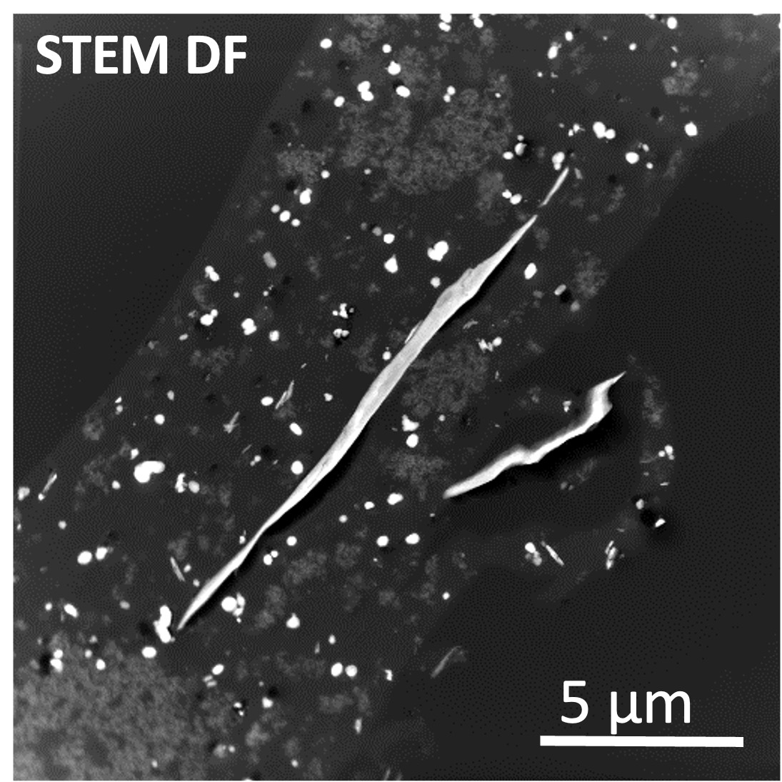 STEM DF