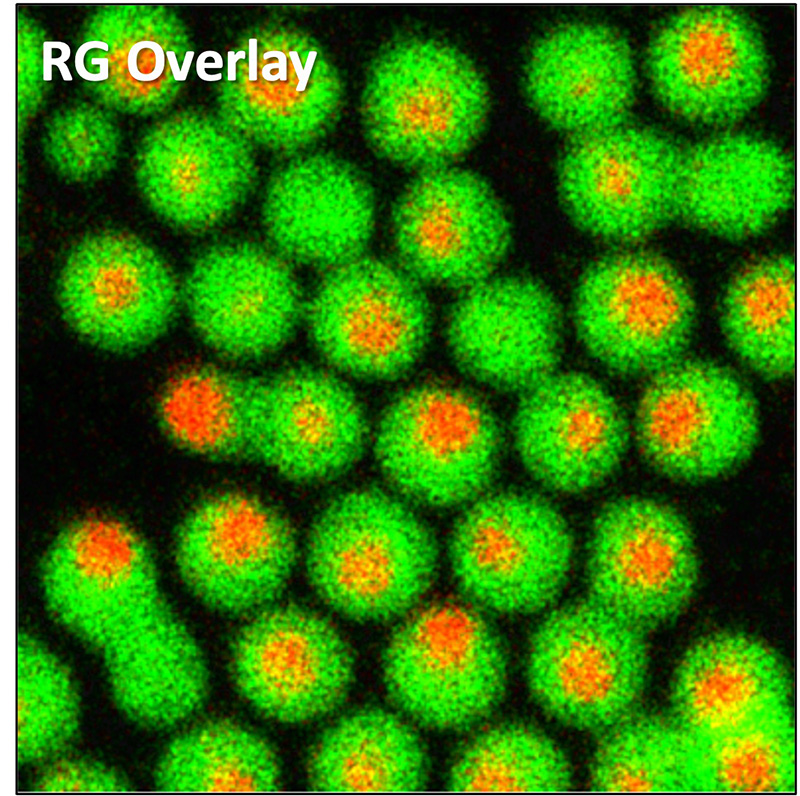 RG Overlay