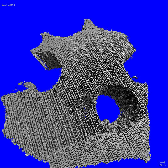 木の詳細750nm