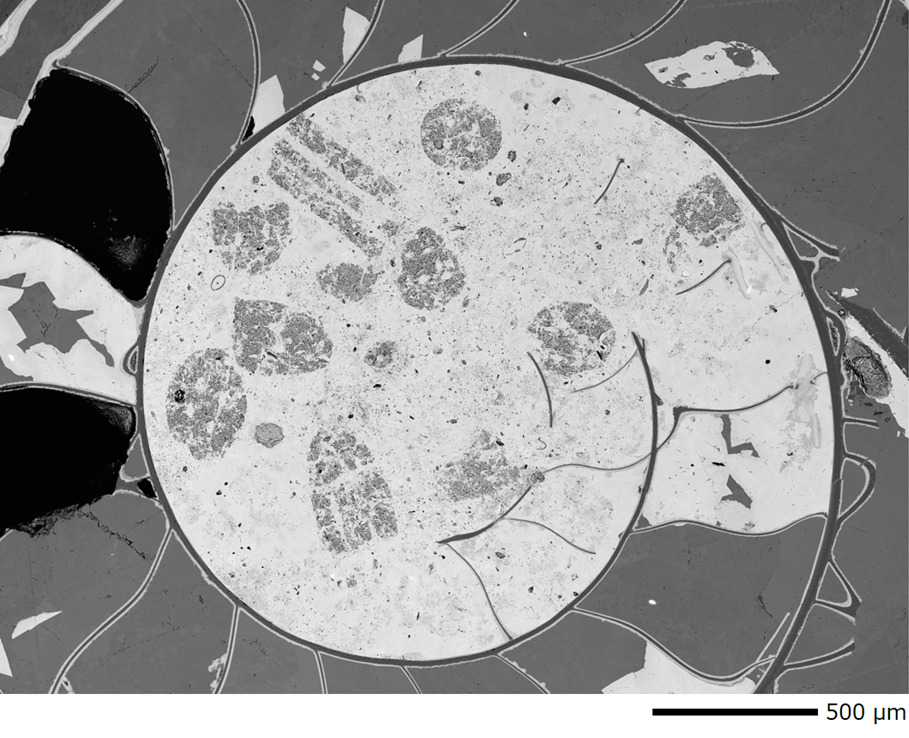 化石 | 微細な世界 | JEOL 日本電子株式会社