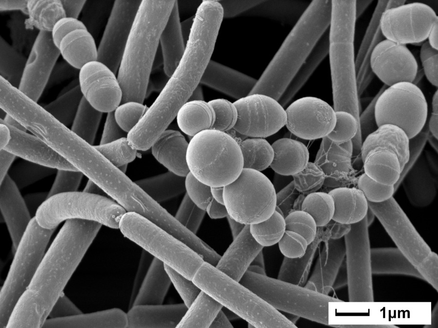 lactic acid bacteria_1.jpg