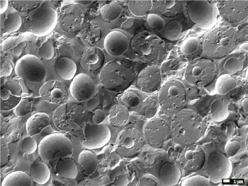 Cryo-SEM 加速電圧:1.5kV 倍率:×3,000 ドライイースト パン酵母 オートファジー