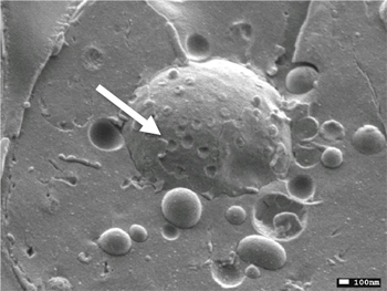 Cryo-SEM 加速電圧:1.5kV 倍率:×30,000 ドライイースト パン酵母 オートファジー
