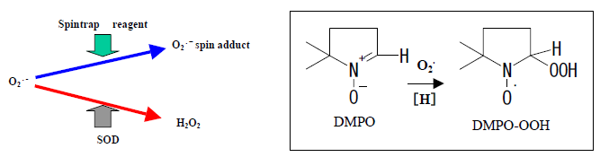 “DMPO-adduct の信号強度”対“SOD濃度（活性値）”