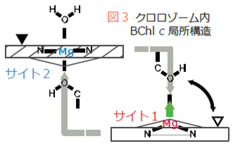 図3　クロロゾーム内BCl c局所構造