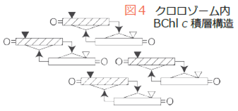 図4　クロロゾーム内BChl c積層構造