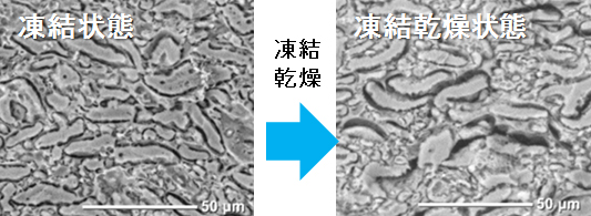 ドライアイスによる麺の冷却時の凍結および凍結乾燥状態の比較