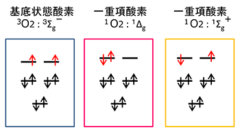 酸素分子の2p軌道の電子配置