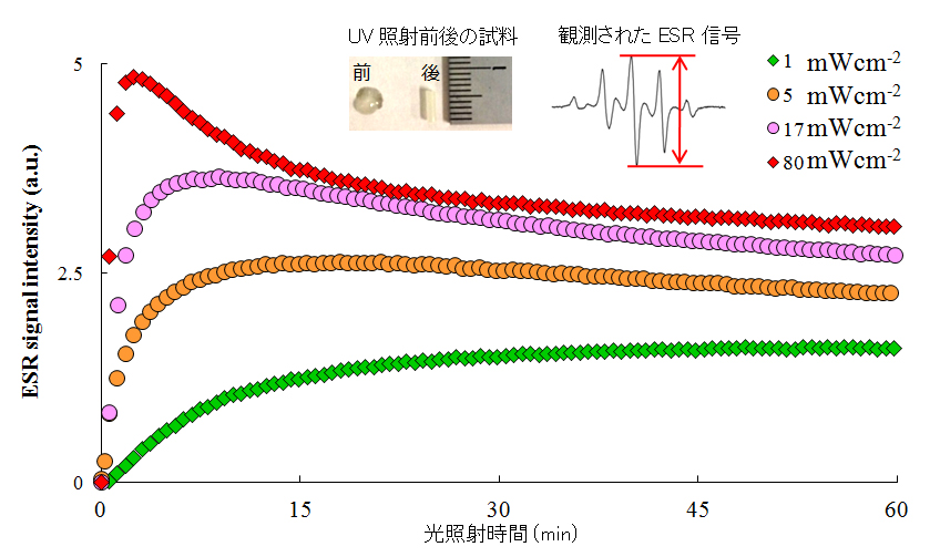 図1.UV 照射による ESR 信号強度の変化
