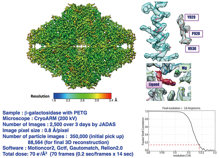 CRYO ARM(TM)によるβガラクトシダーゼの2.6 Å分解能の構造