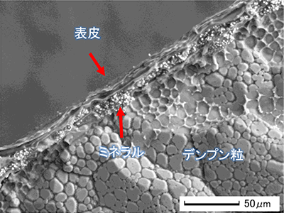 図4　乾燥したチモシー