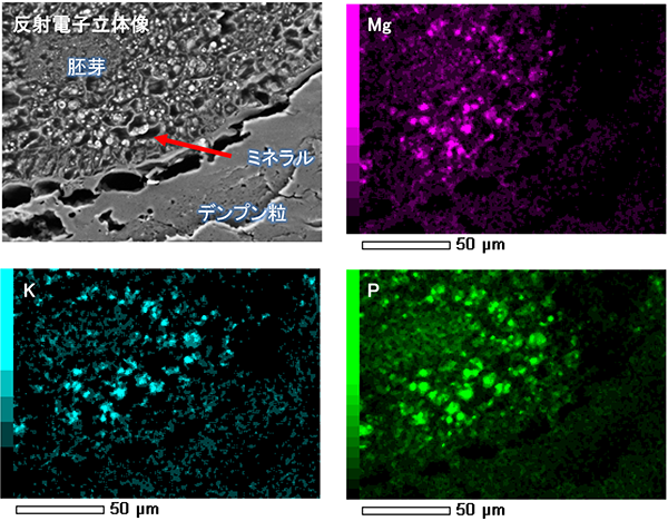 図6　胚芽の断面　反射電子立体像と元素マップ