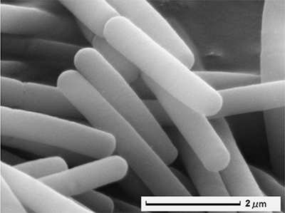 図2　乳酸菌