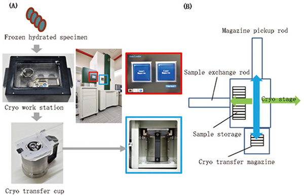 凍結試料の"CRYO ARM™"への搬送。