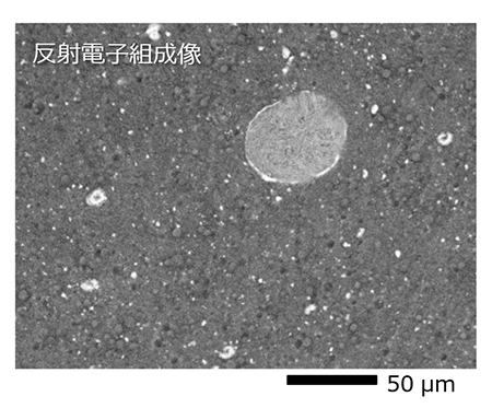 プロセスチーズ中ミネラルの分布 反射電子組成像 卓上SEM JCM-7000