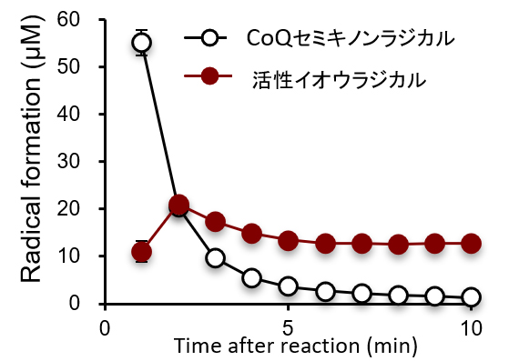 図3.CoQセミキノンラジカルと活性イオウラジカルの経時変化