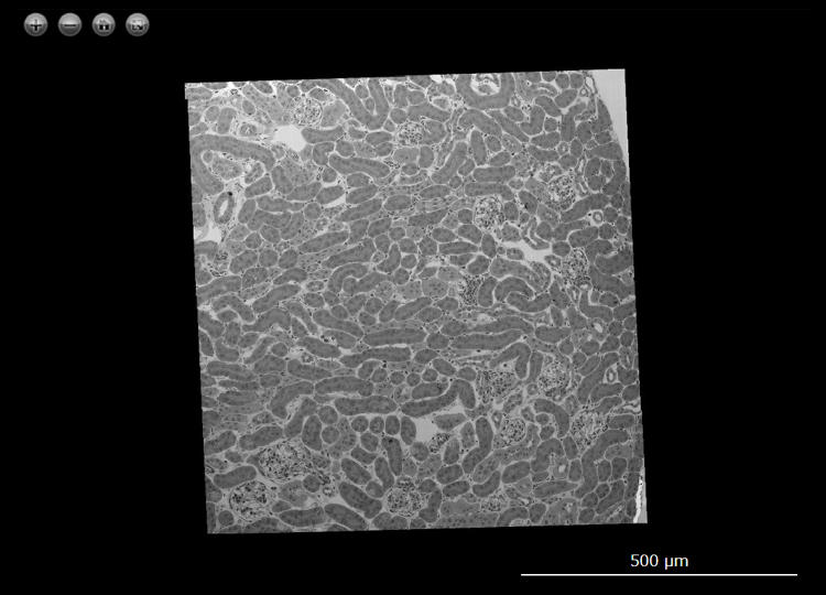 Sample : Mouse kidney