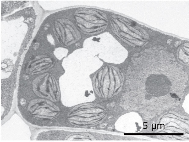 Fig.6 TED*