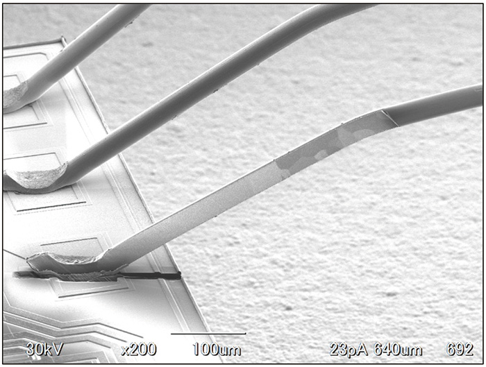 Fig. 3 断面試料作製後のボンディングワイヤー (SIM像)