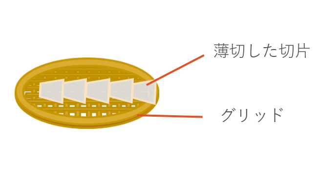 超薄切片作製