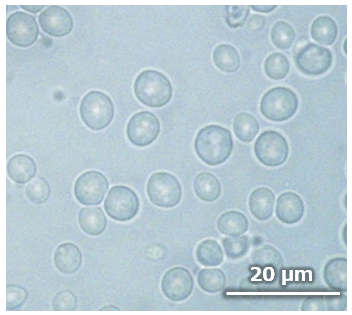 Fig.1 酵母の光学顕微鏡像
