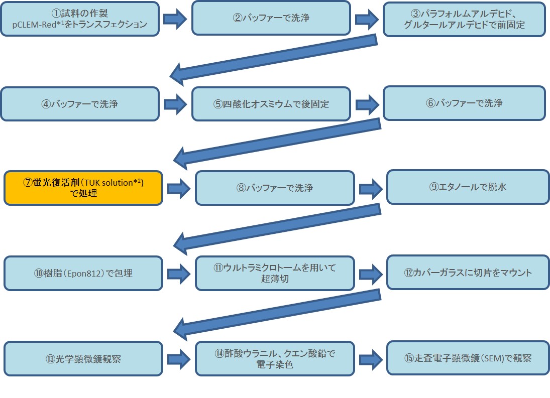 プロトコール