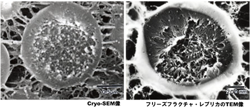 Cryo-SEM/フリーズフラクチャによるポリ酢酸ビニル=エマルジョンの割断面の観察