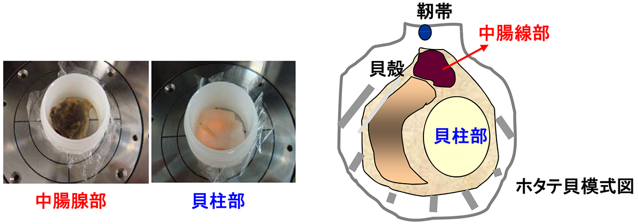 JEOL XRF ホタテ貝 重金属元素