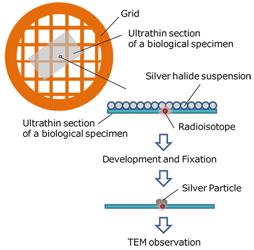 Autoradiography