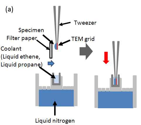 氷包埋法の概略_Schematic of ice embedding.
