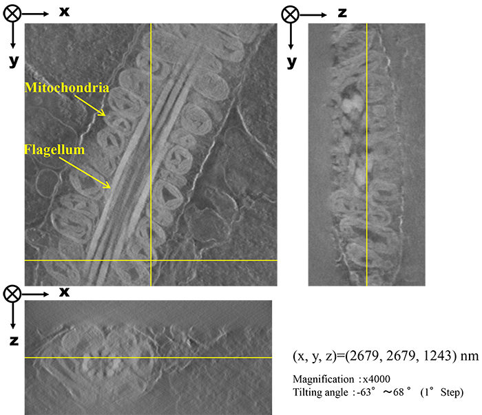 Orthogonal views of 3D reconstruction image
