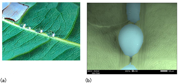 Liquid droplets leaked from leaf veins at the back of leaves of Pachira aquatica.