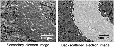 backscattered electron image