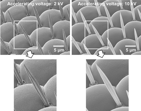 Intensities of emitted secondary electrons for different specimen shapes
