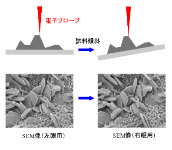ステレオ観察
