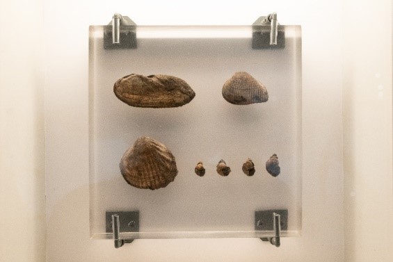 淡水貝類化石
