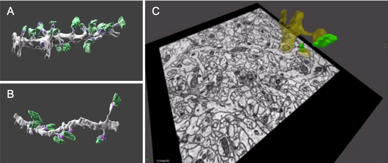 図3. シリアルブロックフェイスSEM(SBF-SEM)による、海馬の神経細胞の三次元再構成画像。